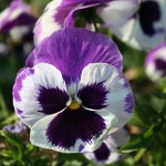 Viola del pensiero ingrediente principale linea Acqua Beautycicle