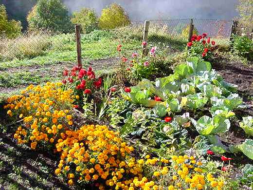 cosmetici e verdure dell'orto