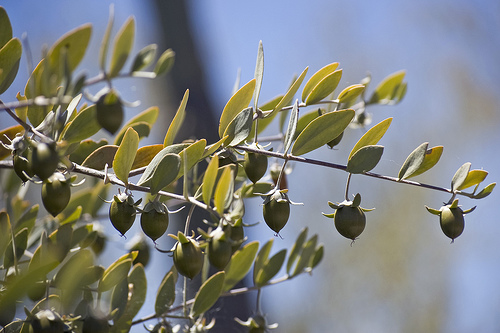 olio di jojoba