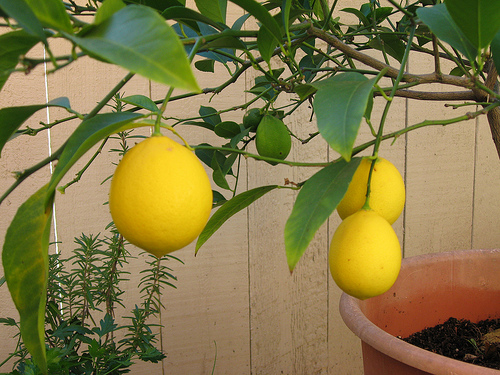 Le proprietà dell'olio cosmetico di limone