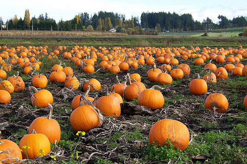 maschera viso zucca