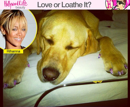 Smalti canini: lilla e fucsia per il cane di Rihanna